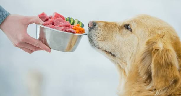 Benefícios das rações de qualidade superior para o seu pet